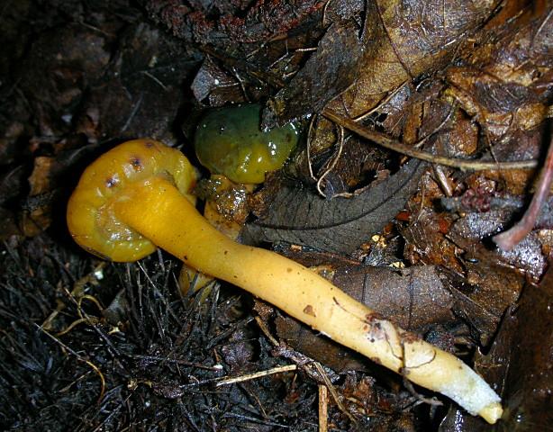 Leotia lubrica?